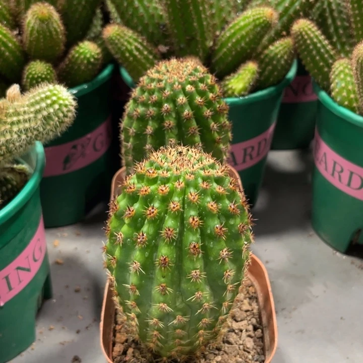 自根奈何之花欧系金妞