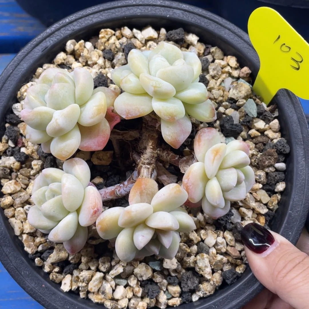 奶油冰群生杆子上有瑕疵103