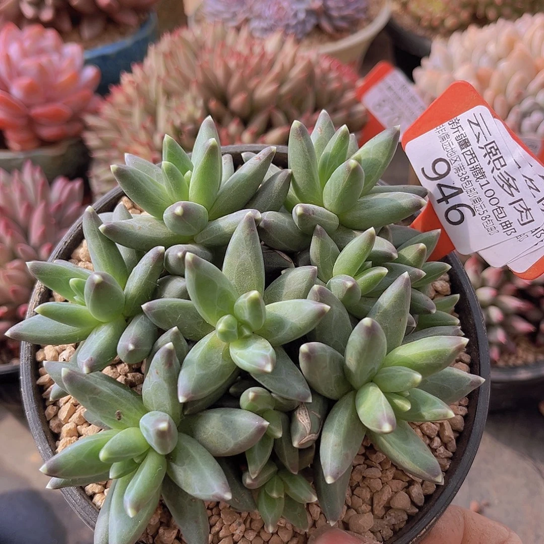 946乌拉克拉多肉植物
