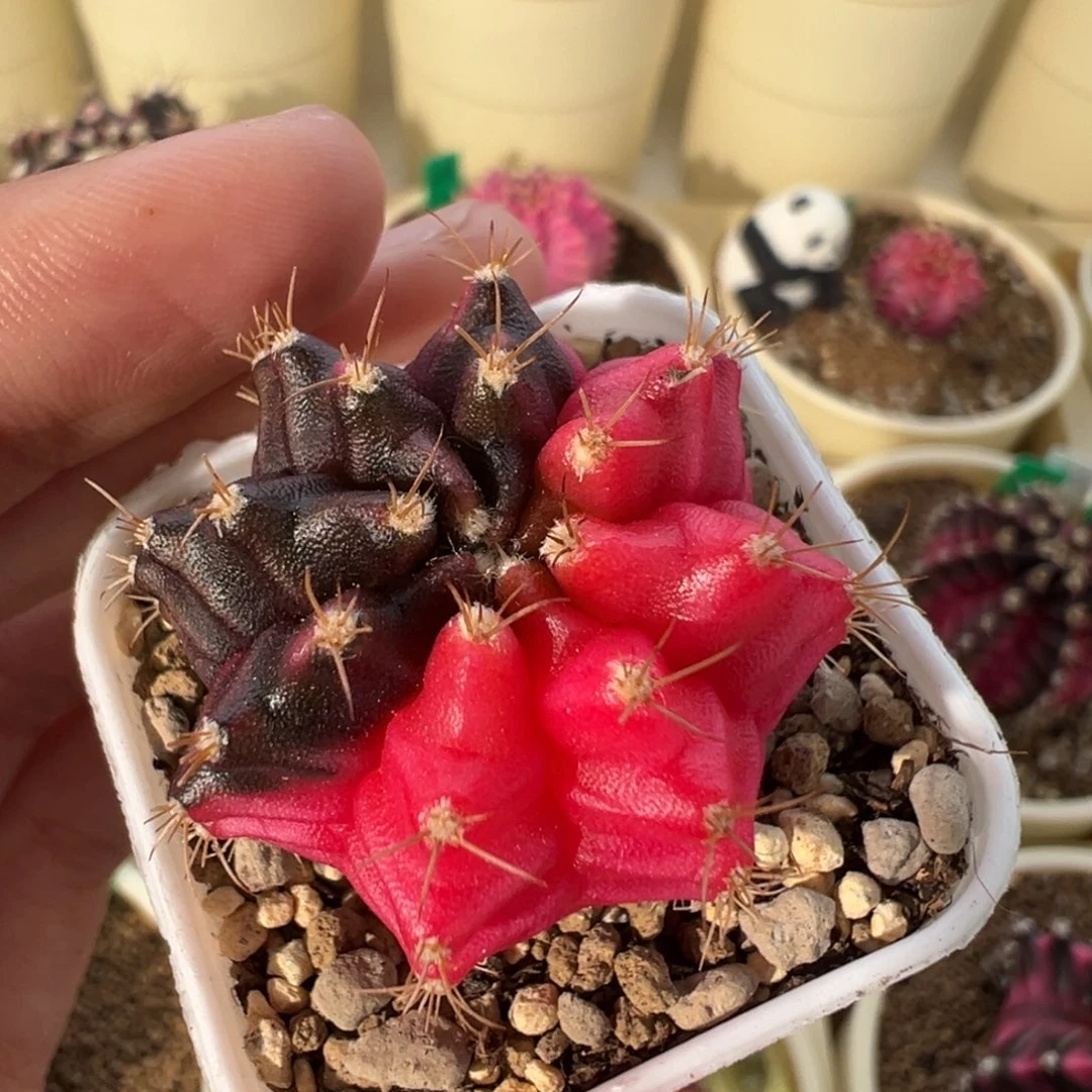 308 好看的米哈冲冲冲