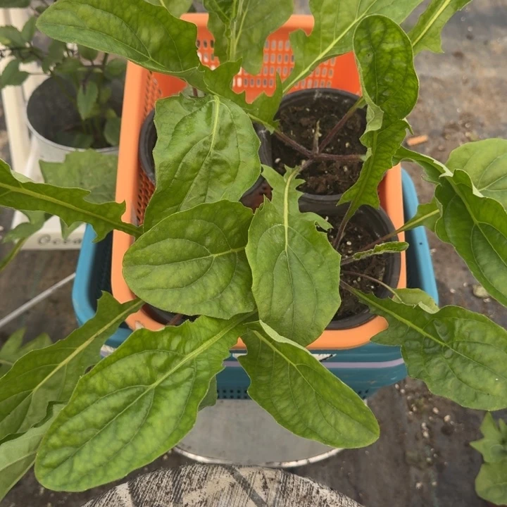 斯***靈无花朵人鱼➕甜蜜➕香槟粉黛➕甜心粉
