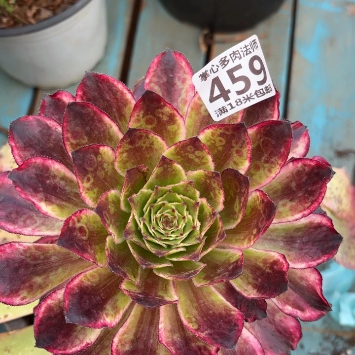 459黑暗女神掌心多肉法师锦，我给您