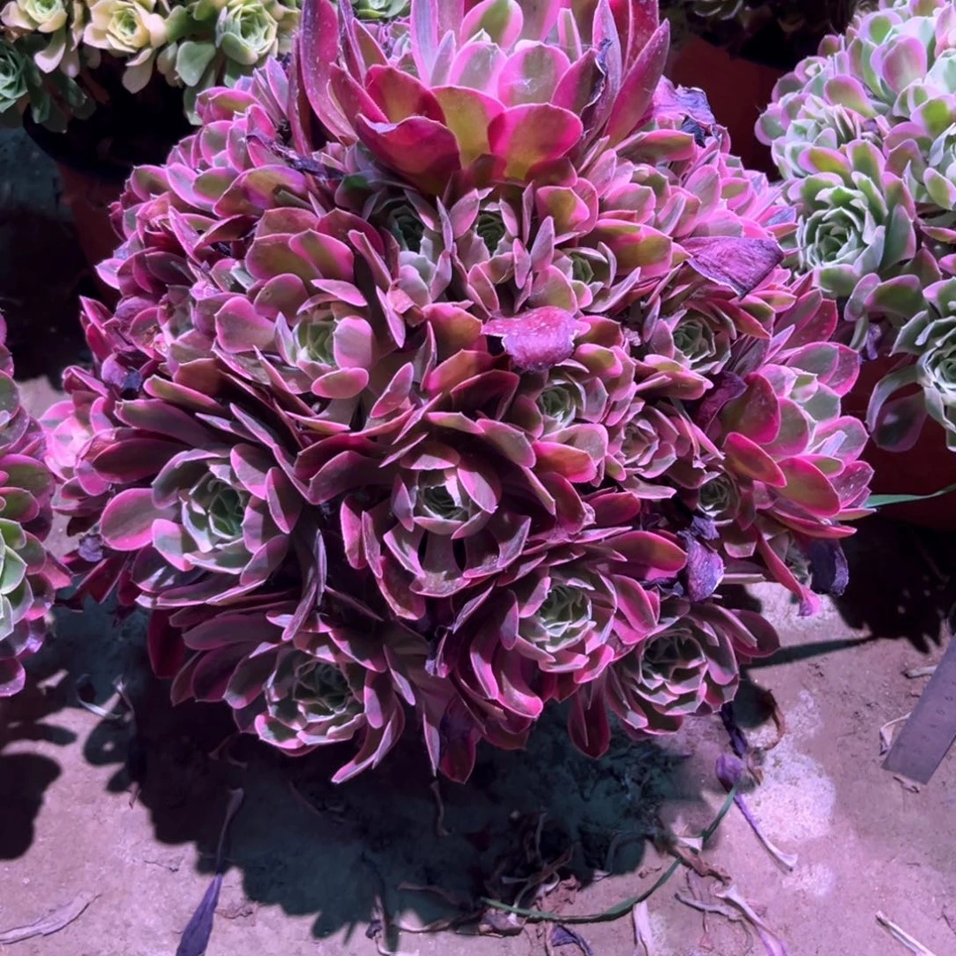 无花朵多肉植物女郎615