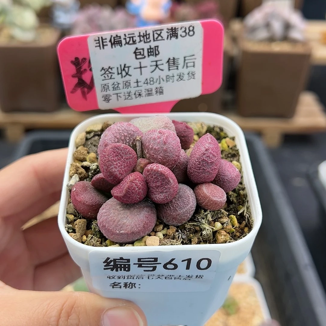 610夏娃多肉植物