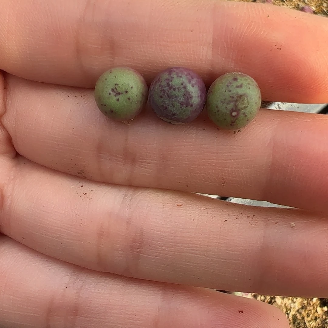 0000量拍紫红嘴3颗尺寸不大