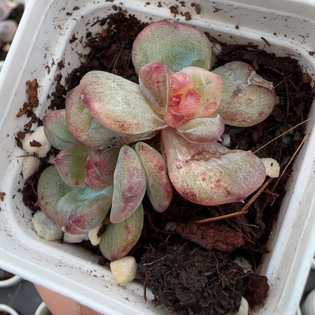 小卡拉米糖心一物一拍