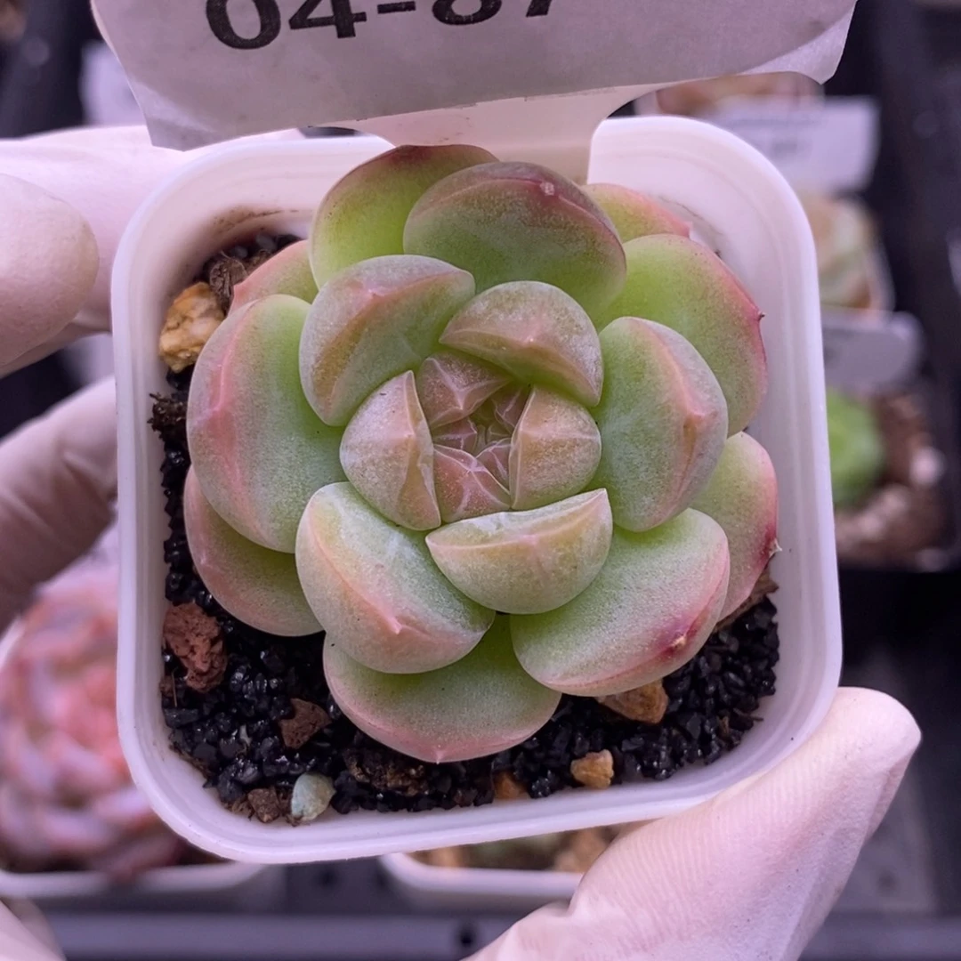 【闪购商品】04-87蜡像