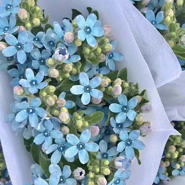 【买一送一】蓝星花  天然蓝色系花 云南基地鲜花 基地直发
