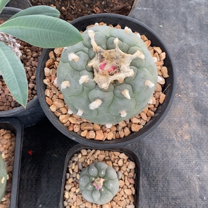 养*两颗海鲜，一物一拍