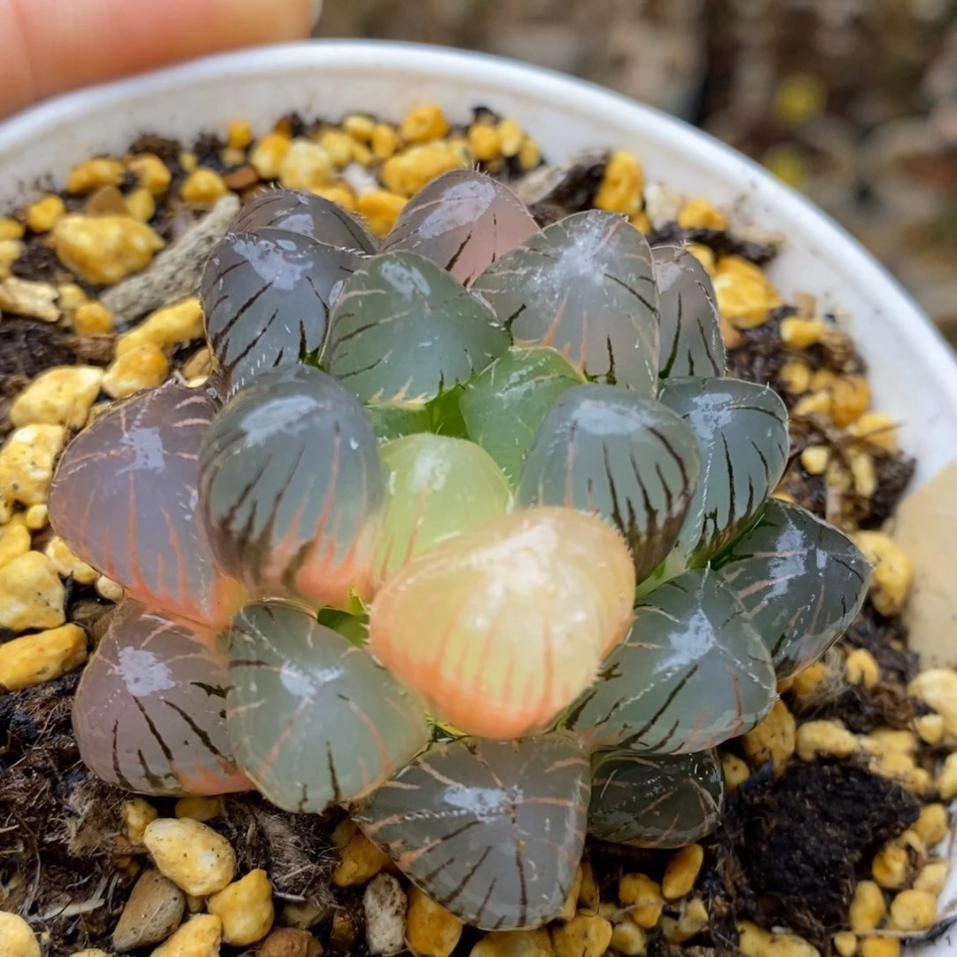 970号紫镜玉露锦锦