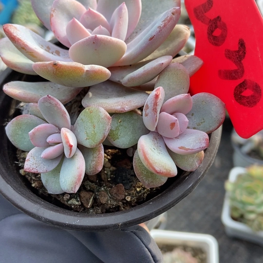 2030奶茶多肉植物多肉