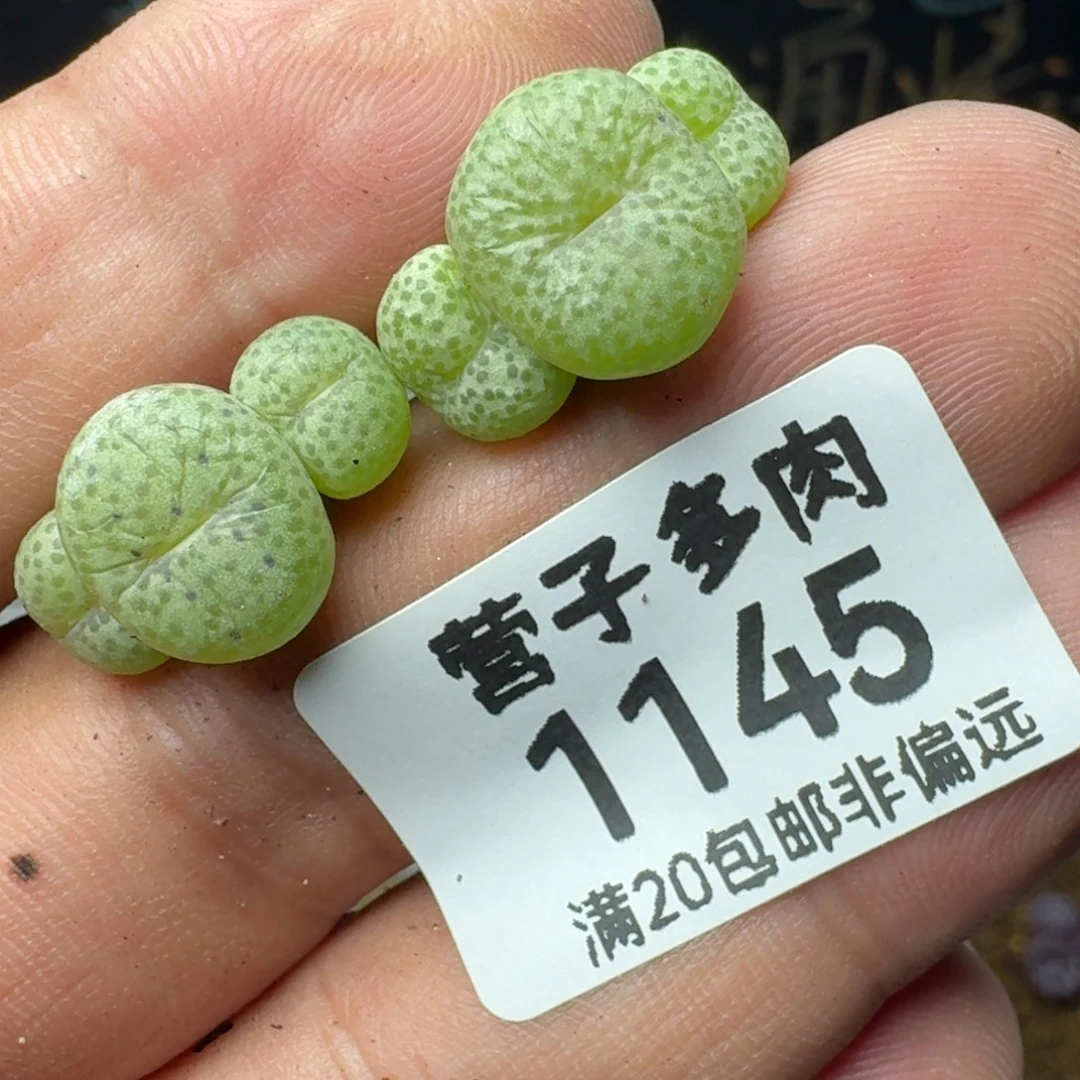 小金桔。