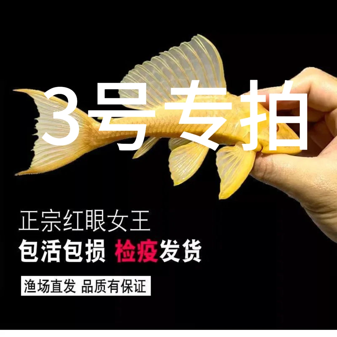 直播间一物一拍，热带鱼缸清道夫清洁工大型清理工具鱼鲜活观赏鱼