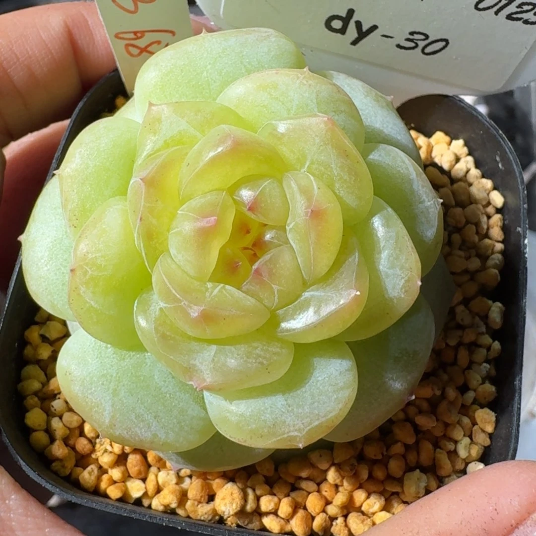 0125-晴川3单头-030