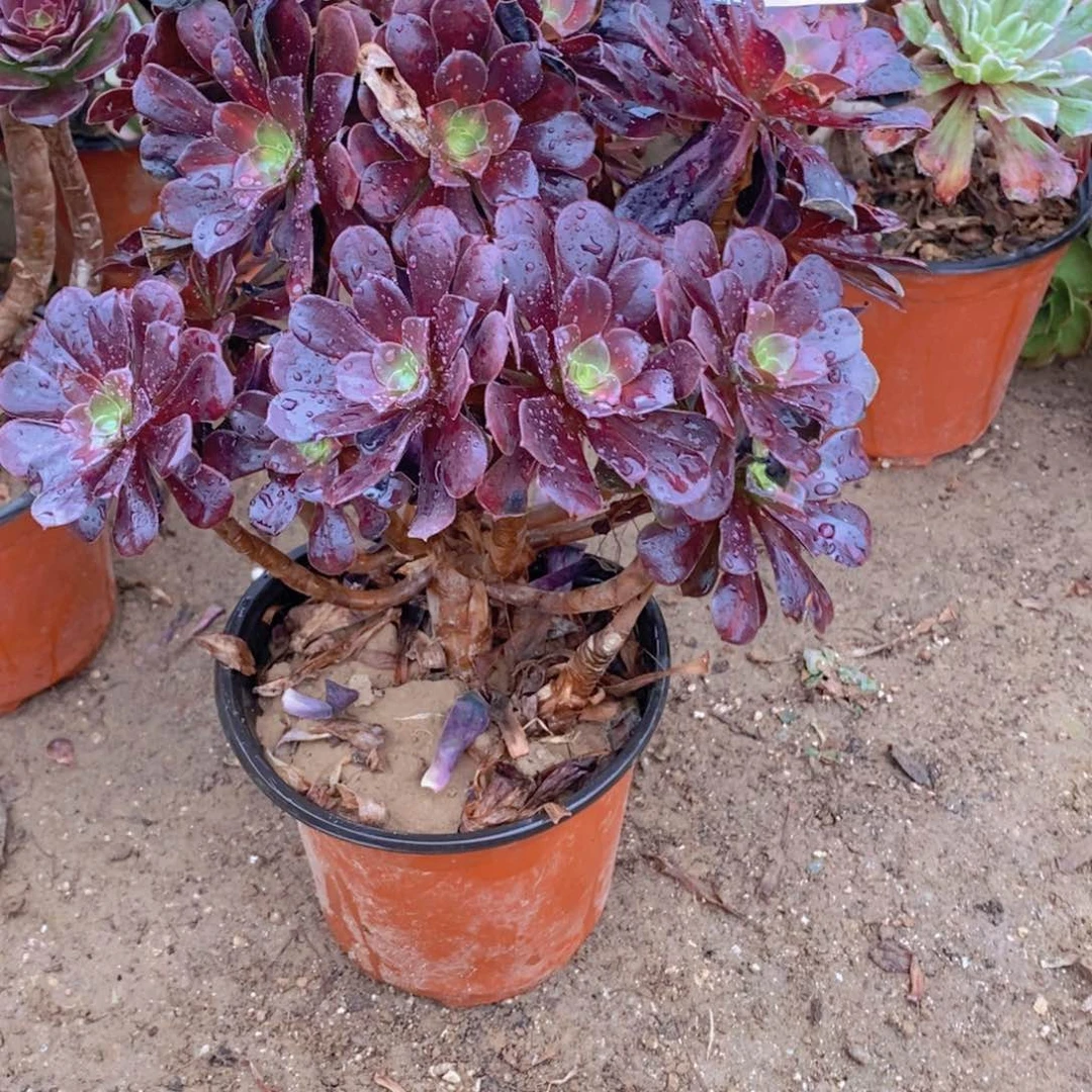 1199号一物一拍多肉植物