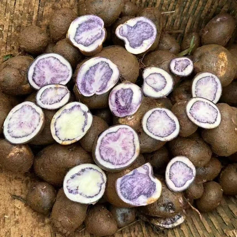 贵州新鲜正宗高山乌洋芋农家种老品种紫心土豆紫皮马铃薯