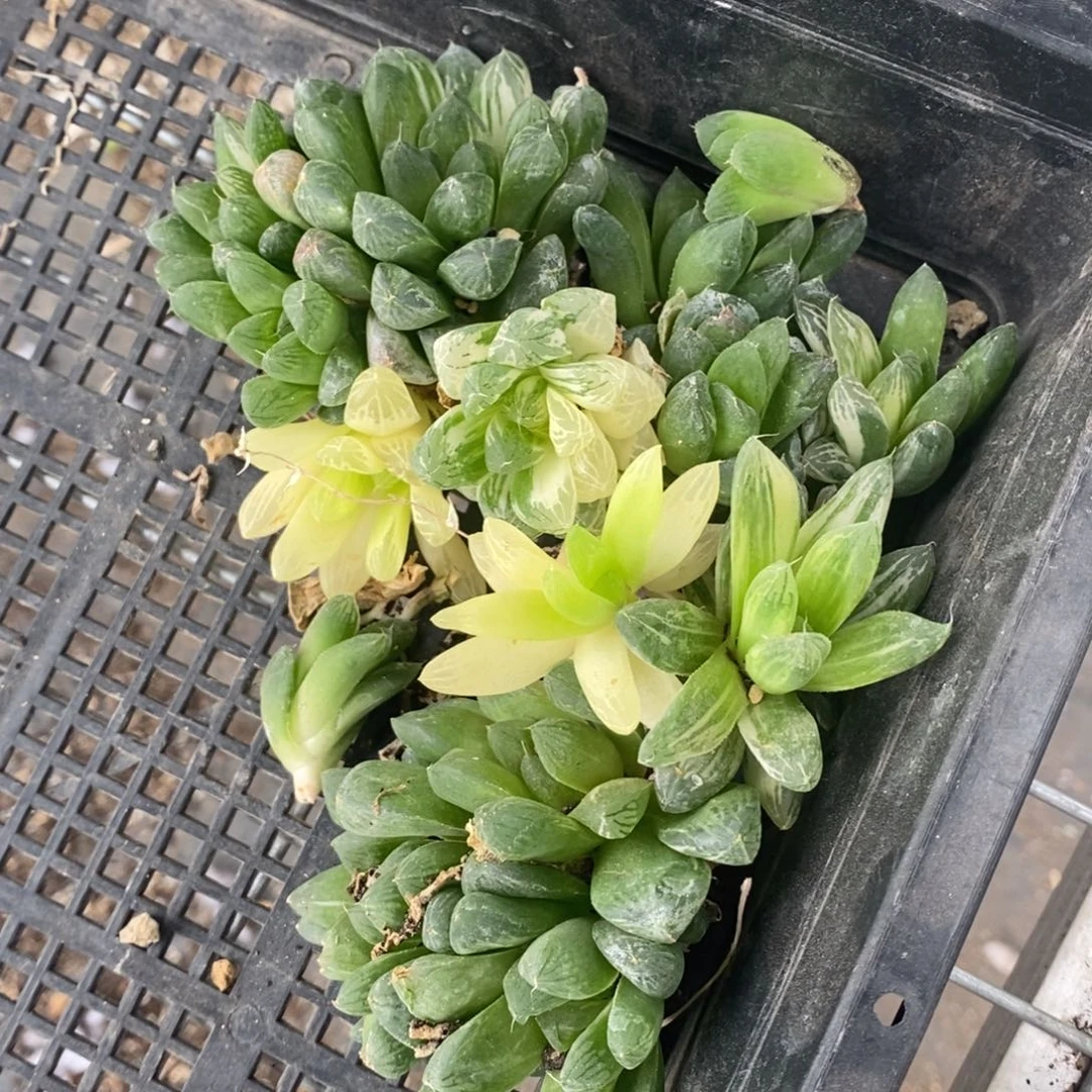 713 一组玉露。超级618福利