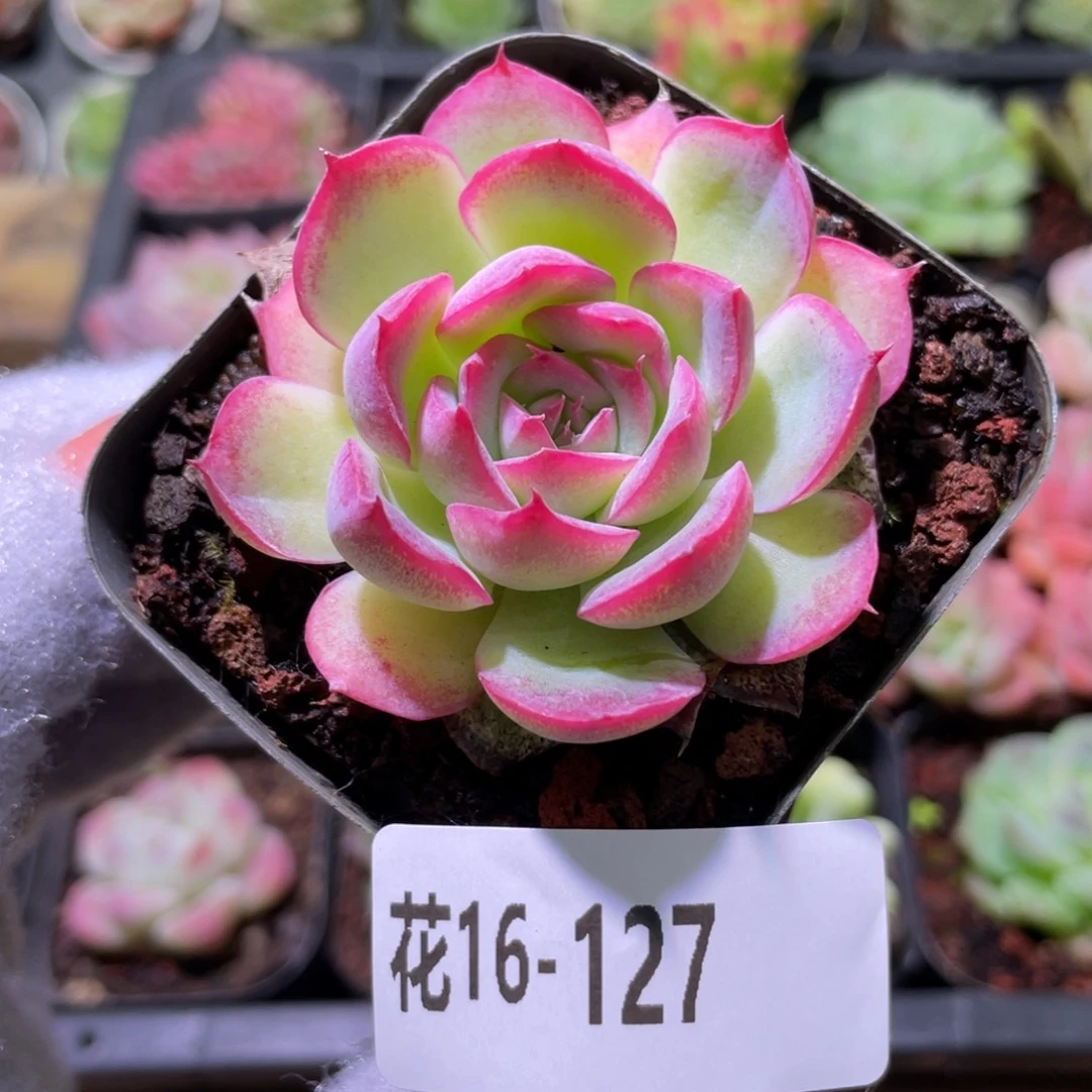 花利美16-127侧影