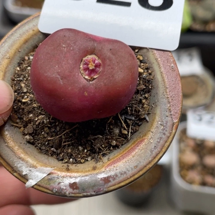 完全开放928蟠桃带盆