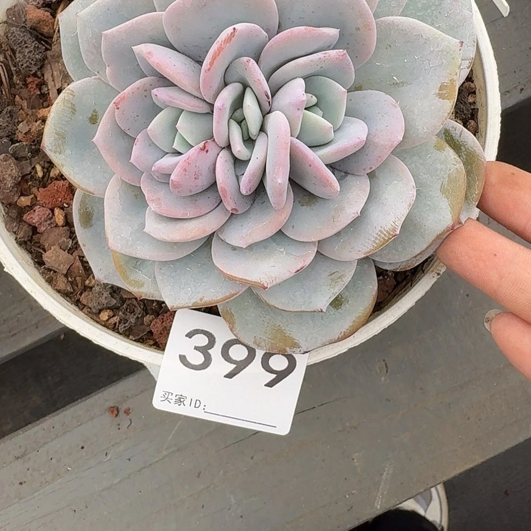 #399 售后范围：签收起7天内