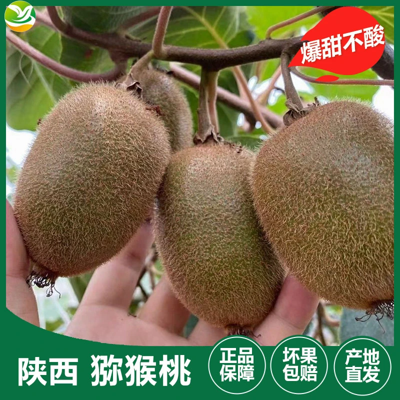 陕西翠香猕猴桃正宗新鲜绿心奇异果现摘水果产地直发当季新鲜水果