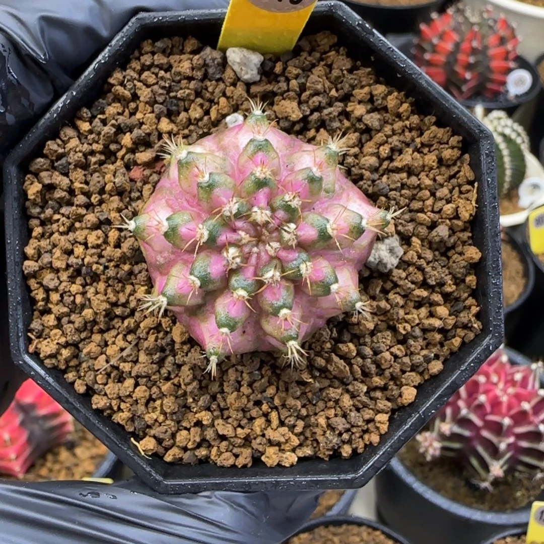 140号实生海神福利价