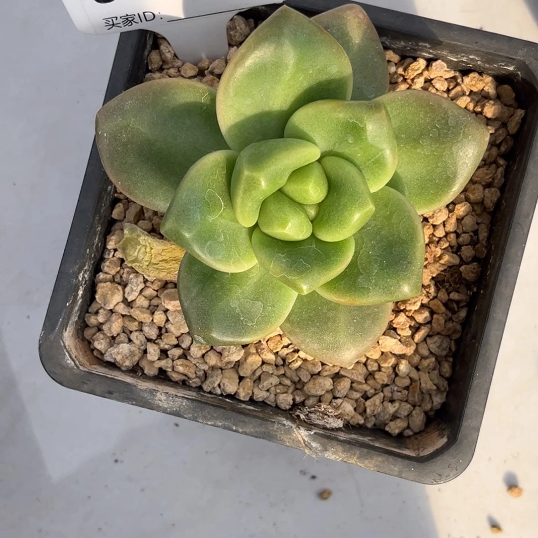 软凝玉多肉植物单头510