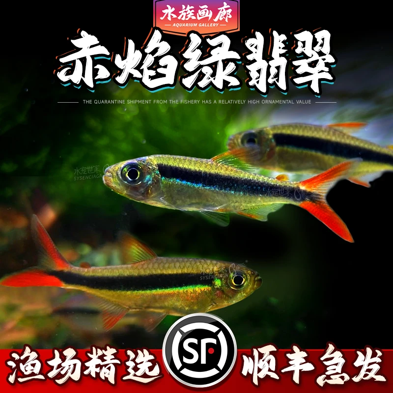 【直播活动】赤焰绿翡翠灯鱼淡水热带鱼草缸混养群游观赏鱼炽焰