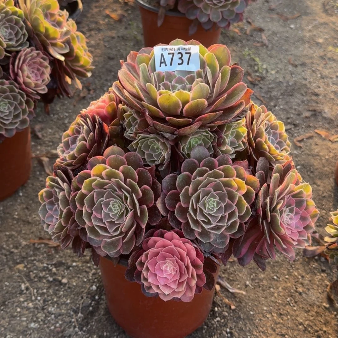 737粉冠多肉植物