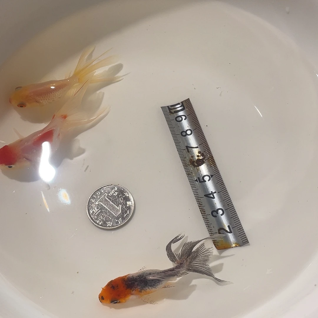 中国大陆活体观赏鱼