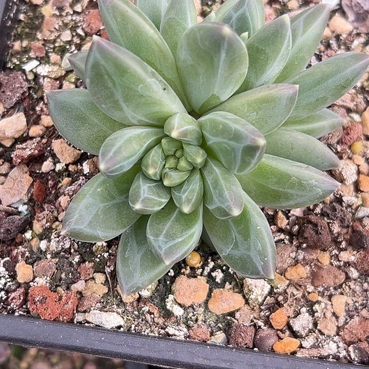 美人杂交特价一物一拍