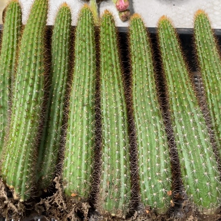 进口金妞金3自根一颗