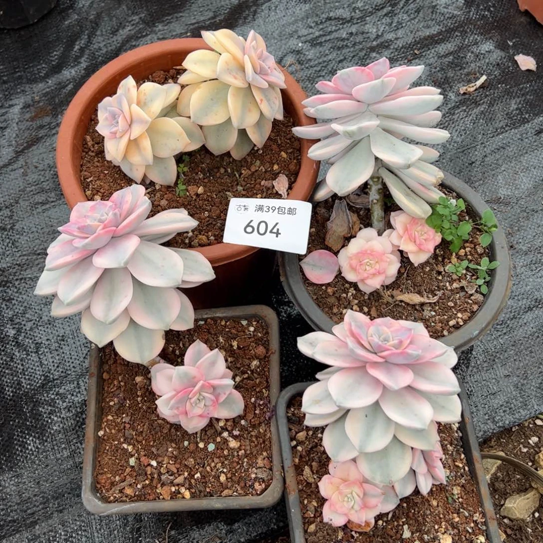 604紫乐锦老桩多肉4颗
