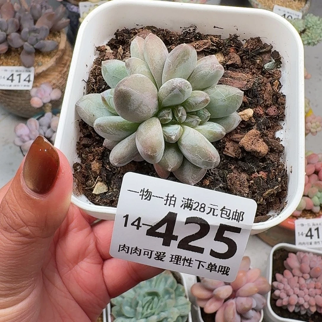 森林之心无盆土发货无