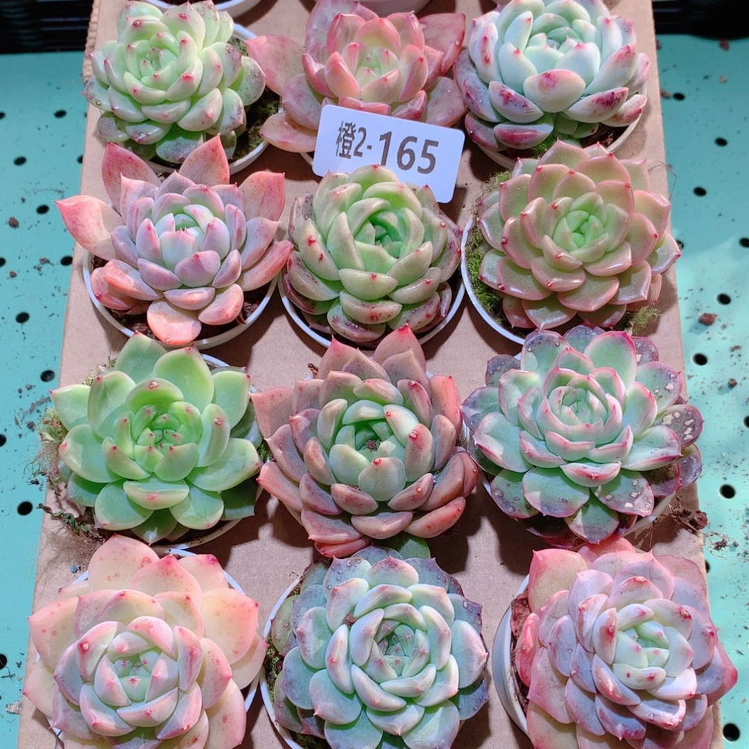 2-165一物一拍多肉带盆18颗
