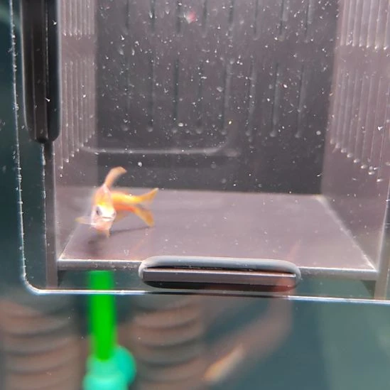 灯科鱼精选超级黄魔鬼