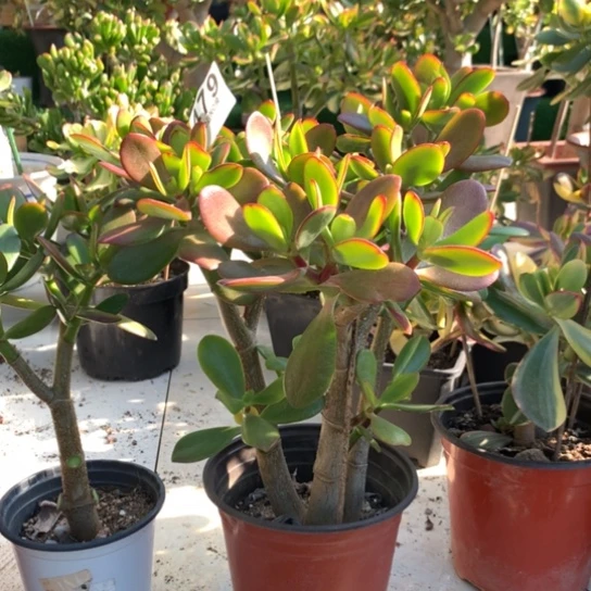 479带花苞紫叶带卷叶n脱土发货