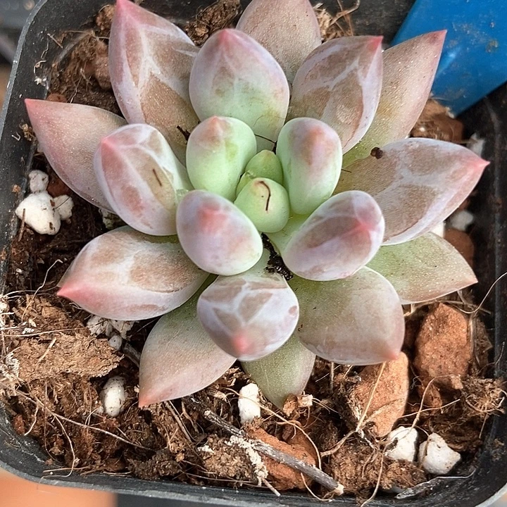 多肉植物水晶球801