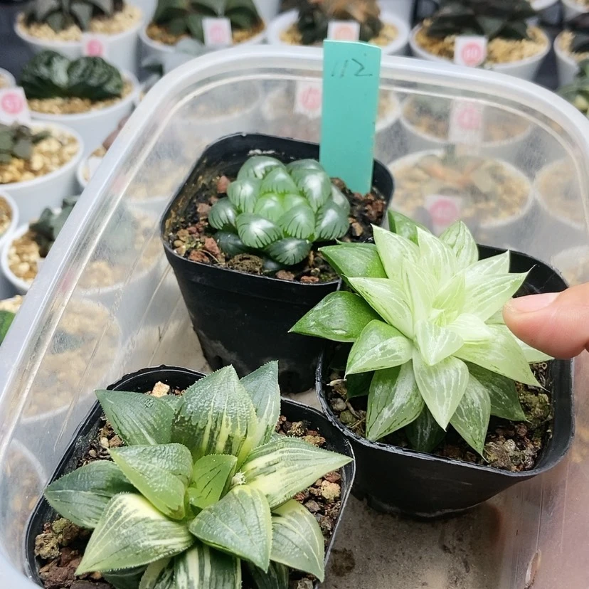 【闪购商品】112翠冰，芭提雅，元祖