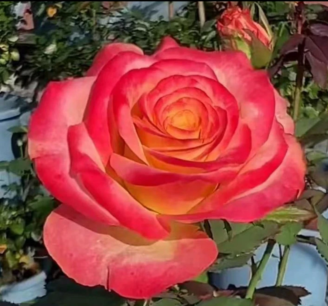 【孟菲斯】灌木大花花量多花期长直立性好多季节重复开抗性好