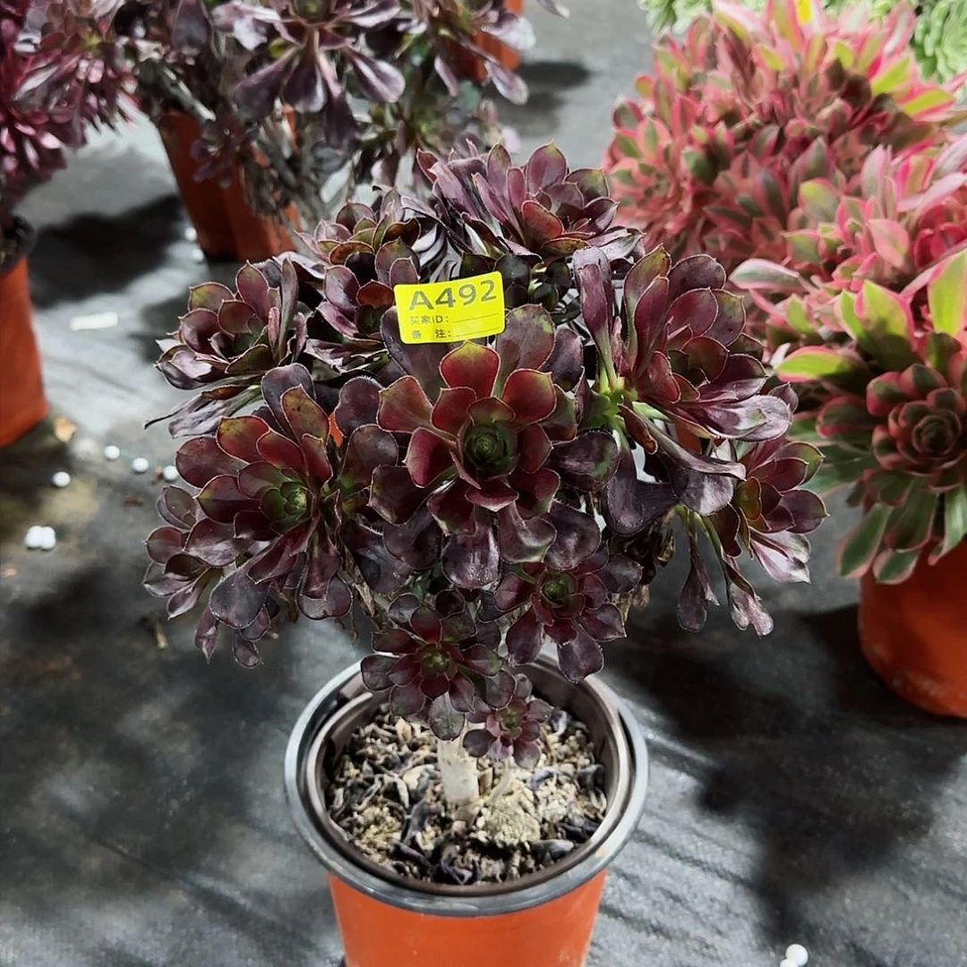 红酒杯法师多肉植物492