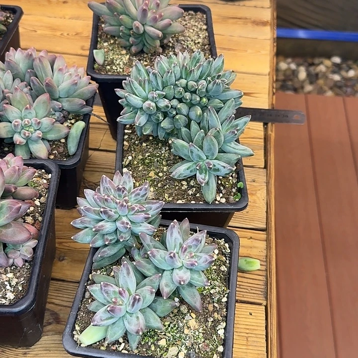 郁***仔乌拉尼亚15带三颗缀，一物一拍