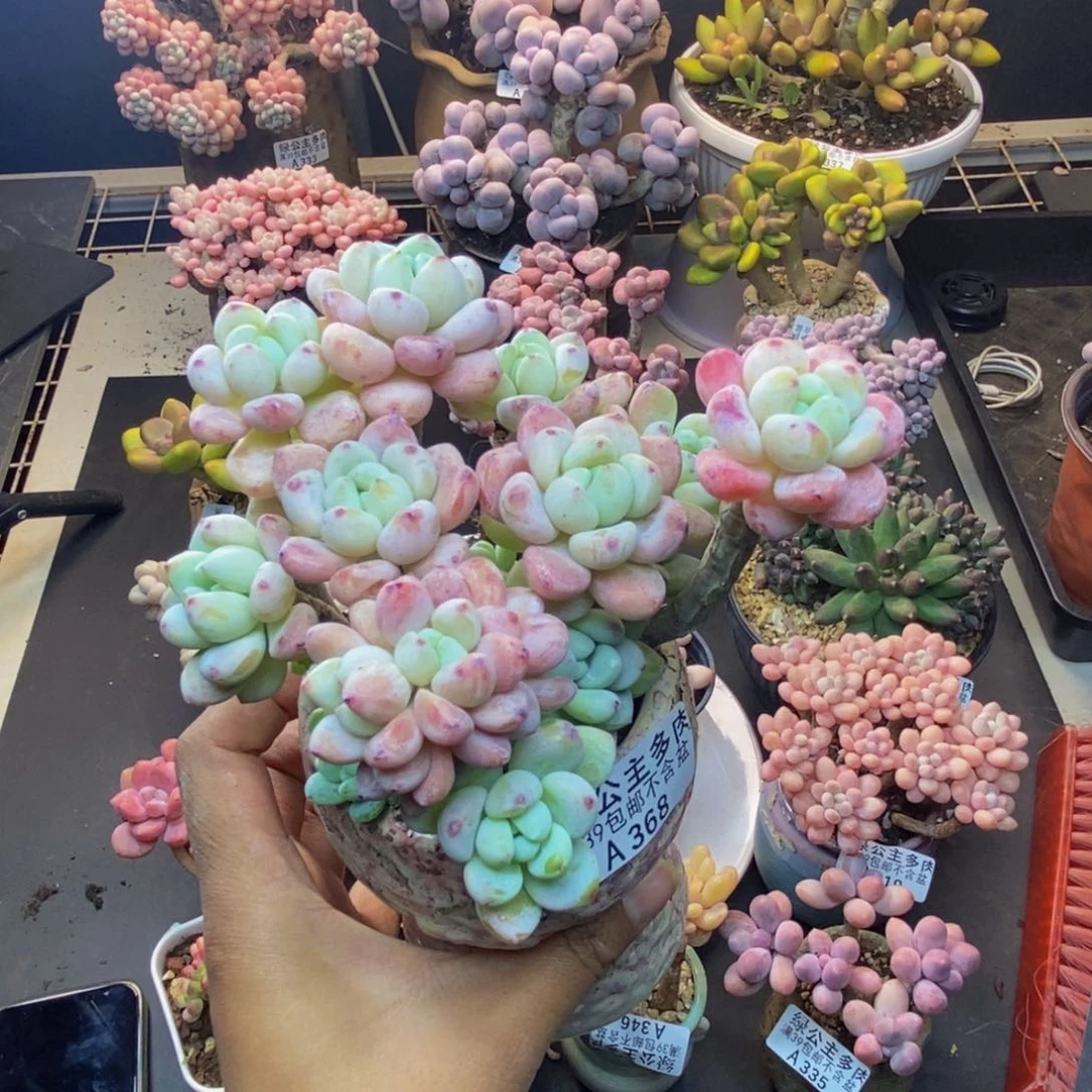 368樱花罗琦多肉9c m