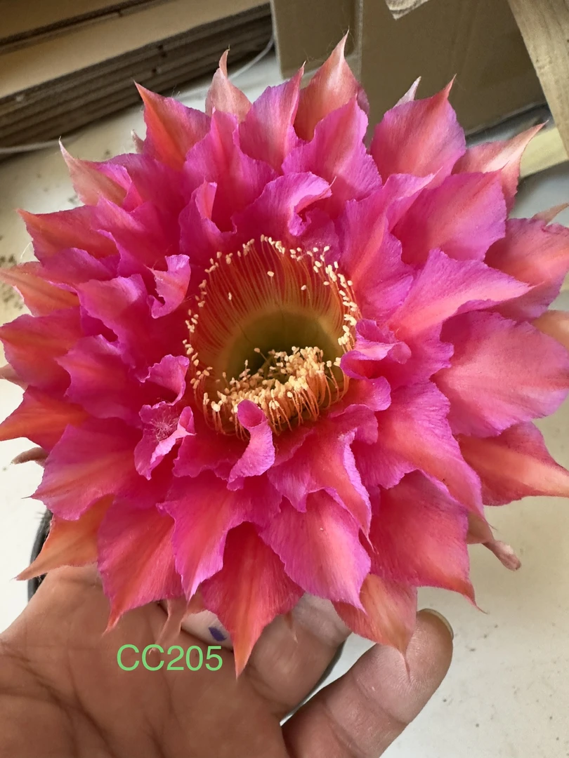 彩草无根侧芽歪CC205