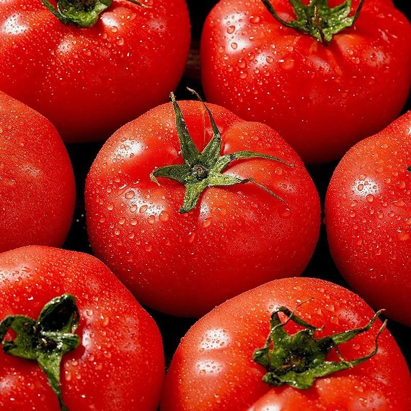 新鲜西红柿5斤装