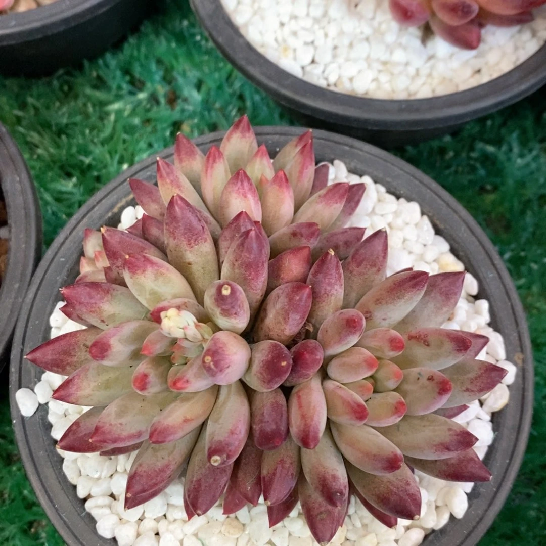 虞美人多肉植物盆栽