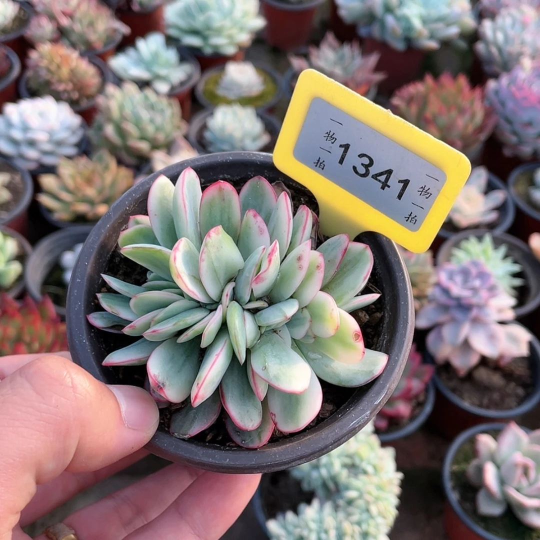 【闪购商品】萍**肉1341号