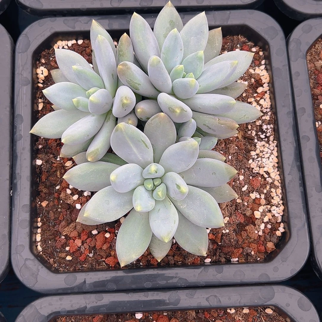 Z***。哥特萝莉群生一个11111111111