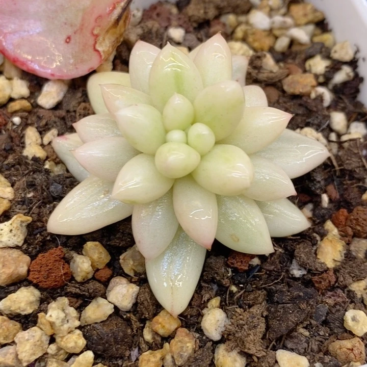 所罗门拉丝锦多肉锦