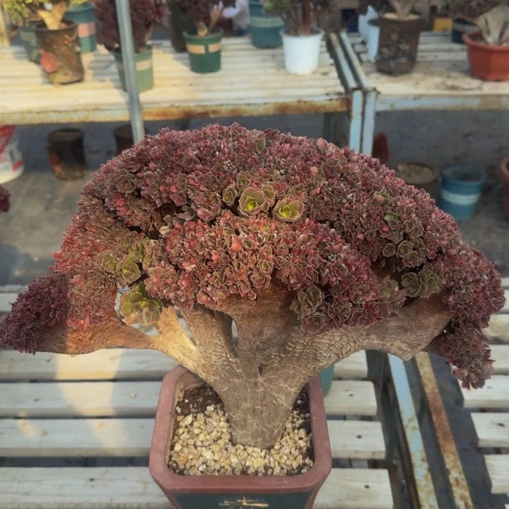 特热特特特602号玫瑰